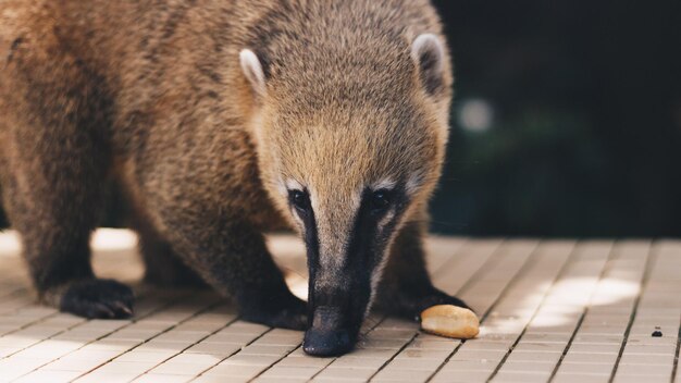 Foto animais na natureza