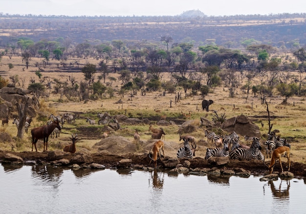 Animais no parque nacional serengeti - tanzânia