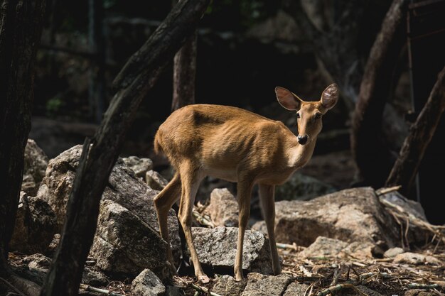 Animais que foram exibidos no zoológico de Songkhla