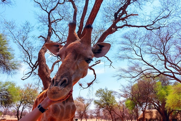 Animais selvagens africanos. Girafa namibiana closeup. O animal terrestre vivo mais alto e o maior ruminante.