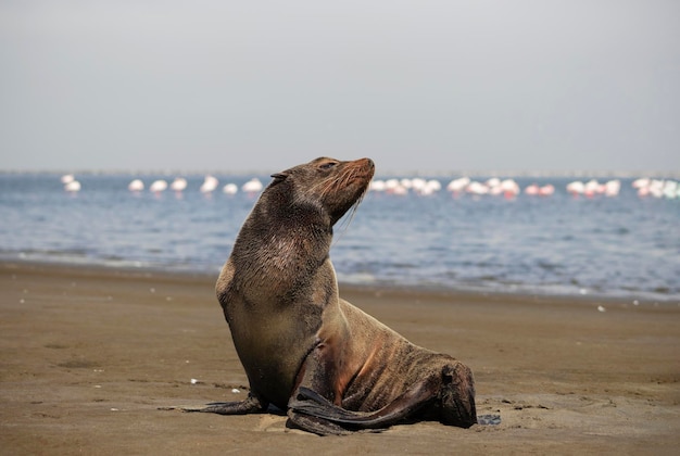 Animais selvagens africanos Lobo-marinho marrom solitário senta-se no oceano em uma manhã ensolarada