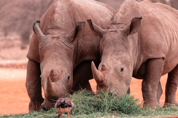 Animais selvagens africanos. Retrato de dois rinocerontes brancos de touro comendo grama no Parque Nacional, Namíbia.