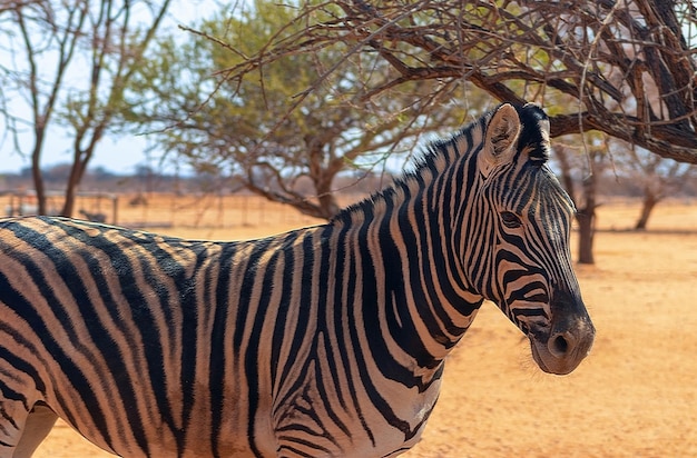 Animais selvagens africanos. Zebra close-up retrato. Zebra das planícies africanas nas pastagens secas da savana amarela.