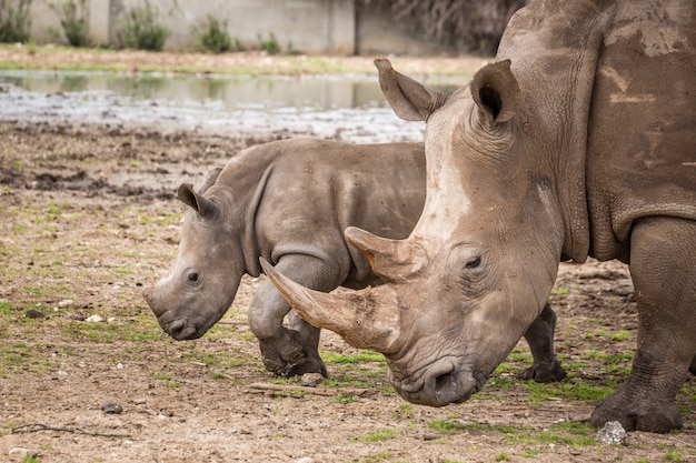 Animais selvagens africanos