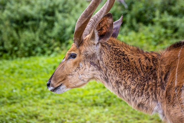 Animais selvagens africanos