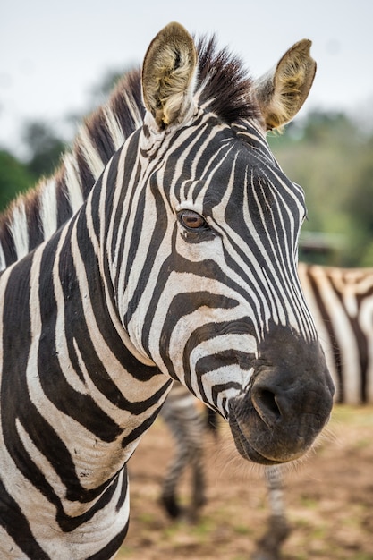 Foto animais selvagens africanos