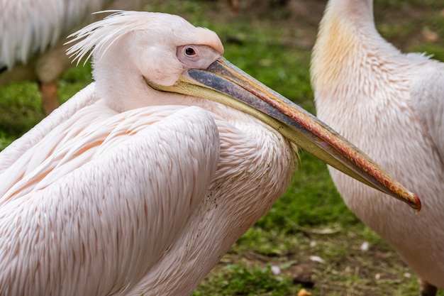 Animais selvagens africanos