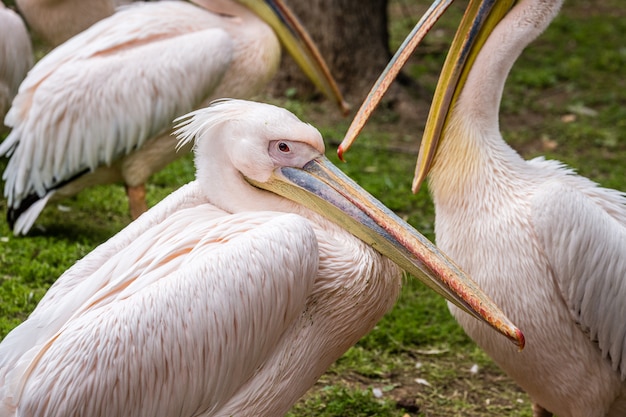 Animais selvagens africanos