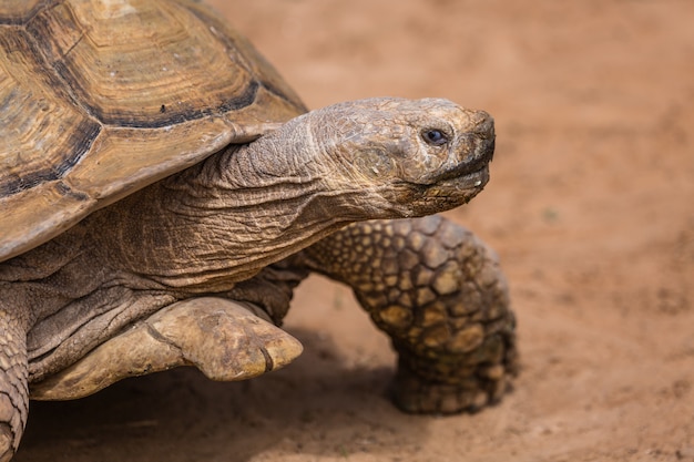 Animais selvagens africanos