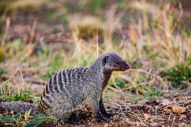 Animais selvagens de mangosta Mamíferos Savana Grassland Maasai Mara Reserva Nacional de Caça Parque Narok Cou