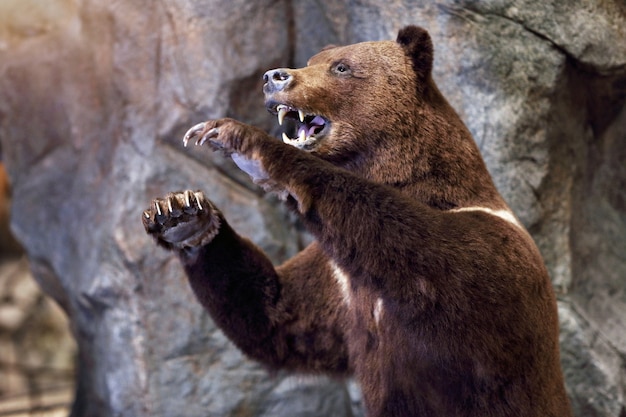 animais selvagens na exposição da natureza