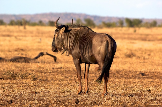 Animais selvagens no campo contra o céu