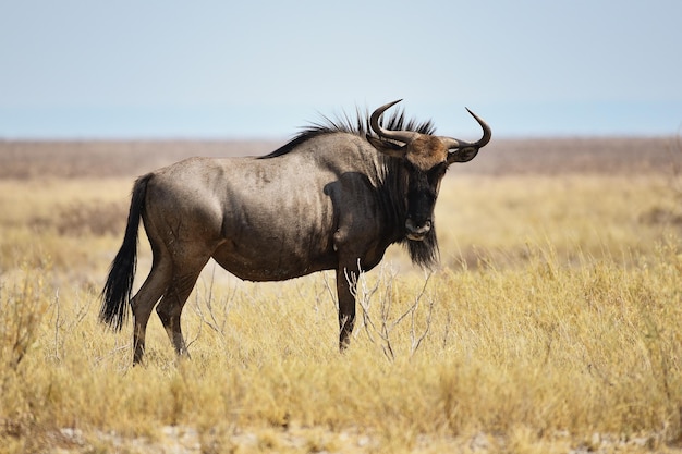 Animais selvagens no campo de grama