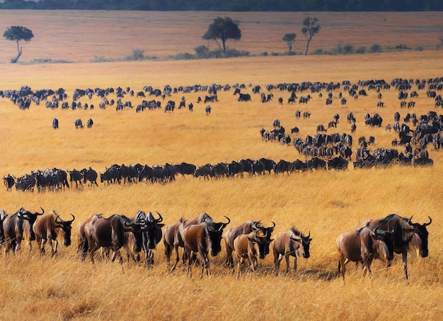 Animais selvagens no campo