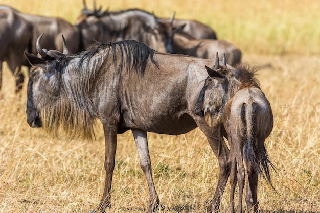 Animais selvagens no campo