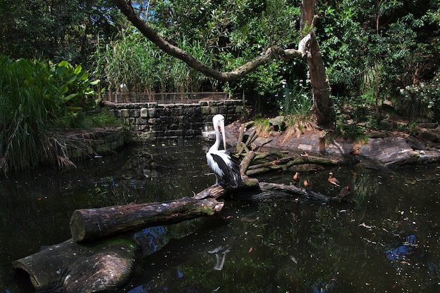 Foto animais selvagens no zoológico de taronga em sydney