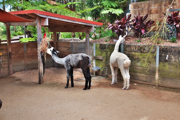 Animais selvagens no zoológico Taronga em Sydney, Austrália