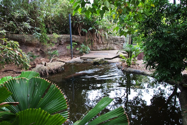 Animais selvagens no zoológico Taronga em Sydney, Austrália