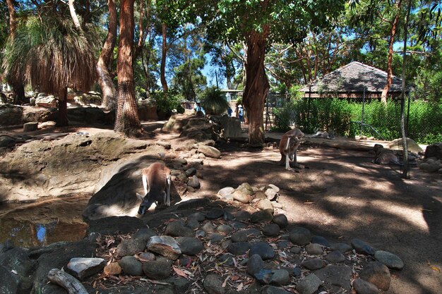 Animais selvagens no zoológico Taronga em Sydney, Austrália