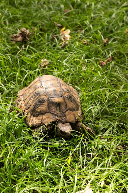 Animais selvagens uma grande tartaruga terrestre rasteja na grama verde em um dia ensolarado de primavera nas montanhas