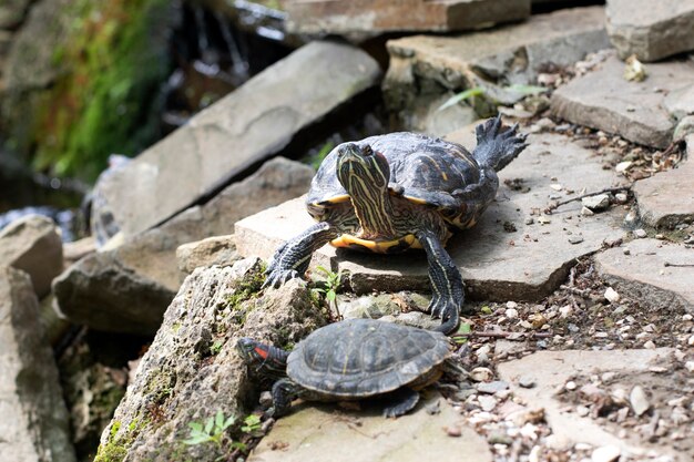 Animais, vida selvagem. a tartaruga encontra-se nas rochas