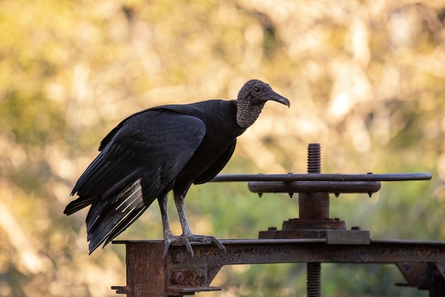 Animal abutre-preto da espécie coragyps atratus