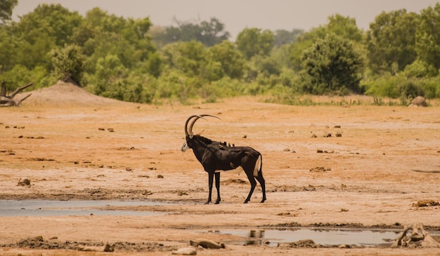 Animal afiado em pé no campo