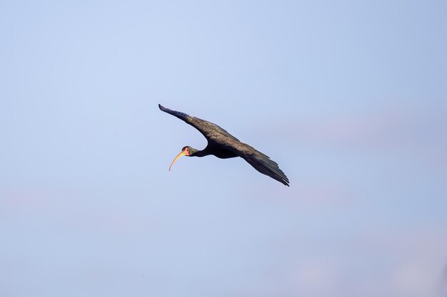 Foto animal bare enfrentou ibis da espécie phimosus infuscatus em mosca