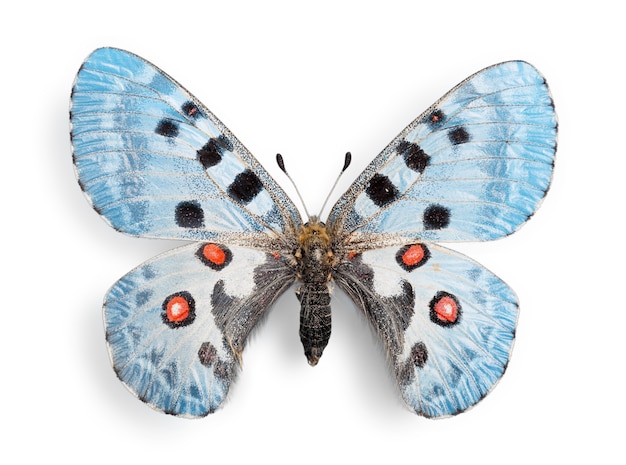 Foto animal borboleta fofo no fundo