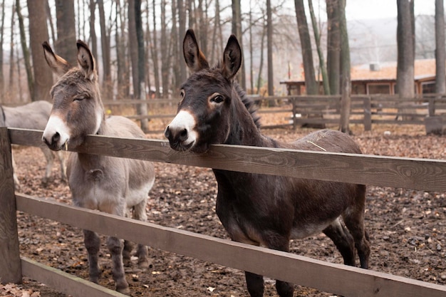 Animal. Burros marrons e cinza perto da cerca na natureza. Burro teimoso, beas domesticadas