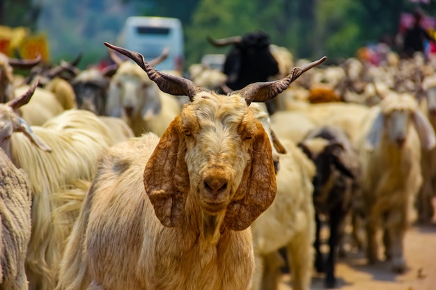 animal de cabra en la india