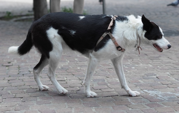 Animal cachorro mamífero