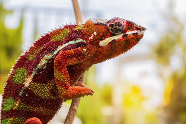 animal camaleón pantera lagarto colorido hermoso en la rama