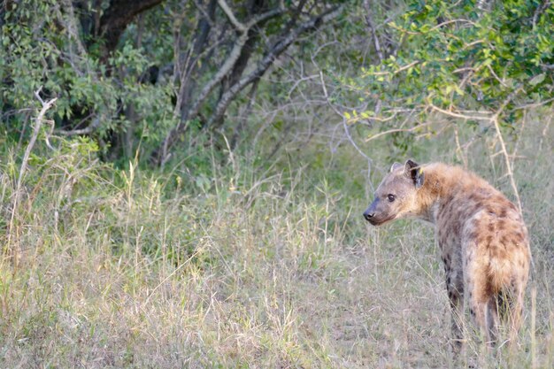 Animal cão selvagem africano orelhas grandes lindo animal selvagem na grama verde Botswana África