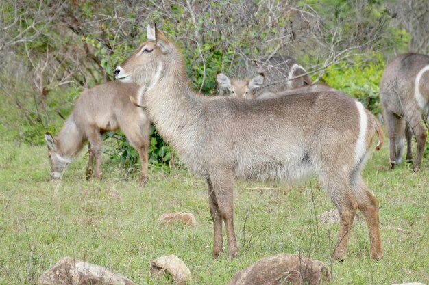 Animal cão selvagem africano orelhas grandes lindo animal selvagem na grama verde Botswana África