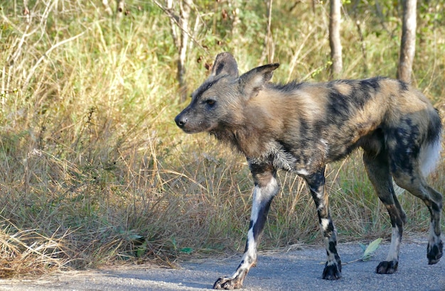 Animal cão selvagem africano orelhas grandes lindo animal selvagem na grama verde Botswana África