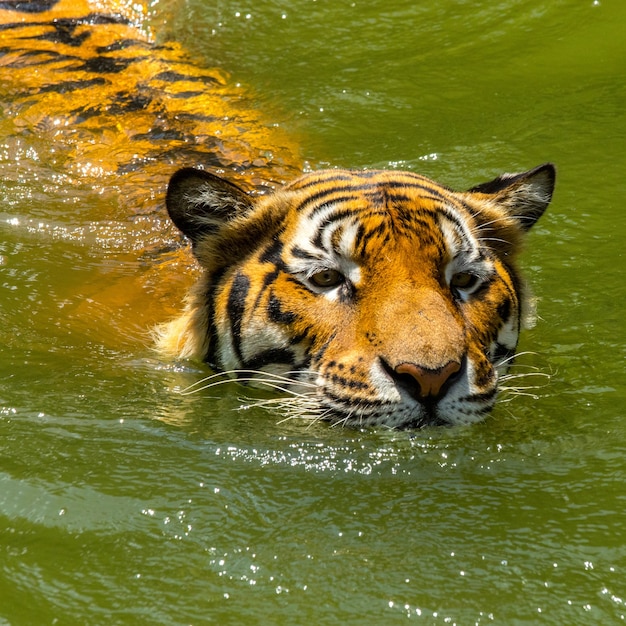 Animal de cara de tigre en el profundo natural.