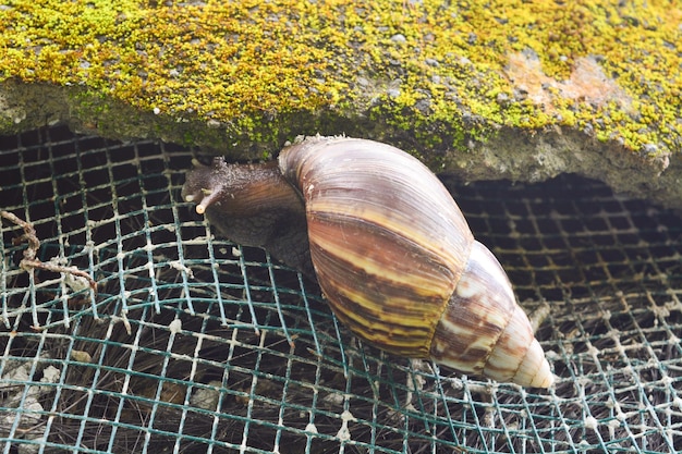 Animal Caracol Gastropoda preso na rocha em um ponto turístico em Wadaslintang Indonésia