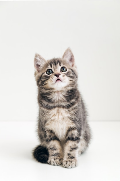 Animal de criança gato cinzento bonito com expressão facial de pergunta interessada, procure no espaço da cópia. Pequeno gatinho malhado em fundo branco. Formato vertical.