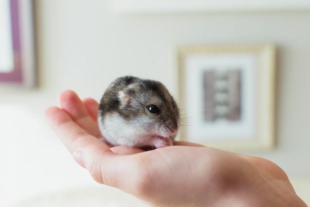 Animal de estimação bonito do hamster que come na mão de um ownerÂ.