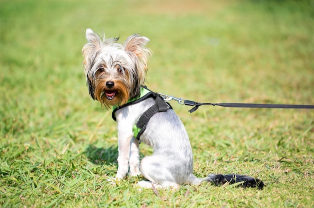 Animal de estimação; cachorro fofo interior. Cachorro doméstico.