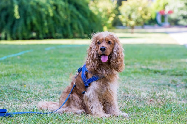 Animal de estimação cachorro fofo no jardim