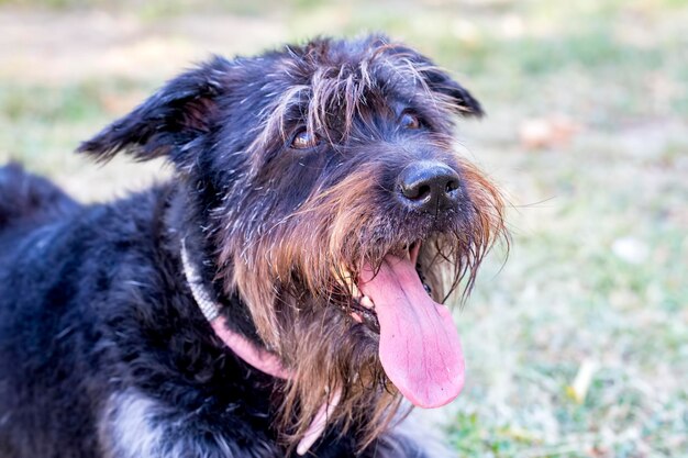 Animal de estimação cachorro fofo no jardim