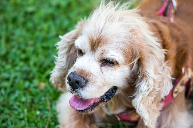 Animal de estimação cachorro fofo no jardim