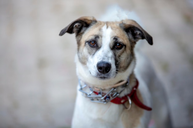 Animal de estimação; cachorro fofo no parque