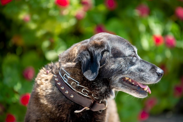 Animal de estimação; cachorro fofo no parque