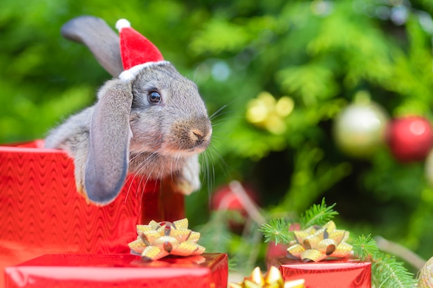 Animal de estimação de ano novo. coelhinho, coelhinho com chapéu de Papai Noel em caixa de presente perto de abeto, árvore de Natal.