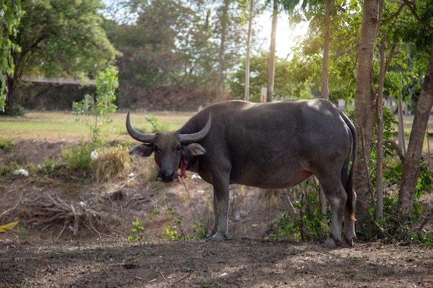 Animal de estimação do búfalo que está no parque para a vida da régua do fazendeiro. búfalo