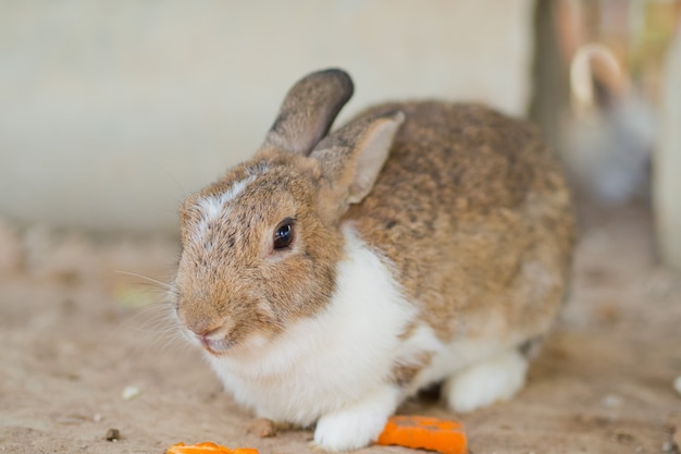 animal de estimação do coelho