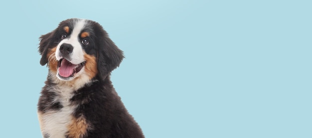 Animal de estimação feliz Filhote de cachorro bonito Bernese Mountain Dog sorrindo no espaço de fundo azul claro pálido para design de banner de texto